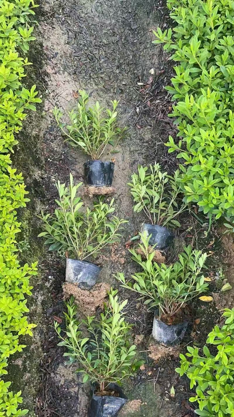 毛杜鹃漳州基地直发