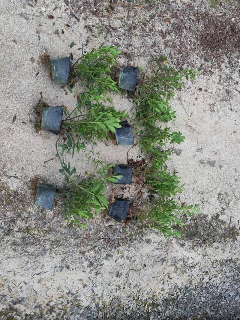 毛杜鹃漳州基地直发