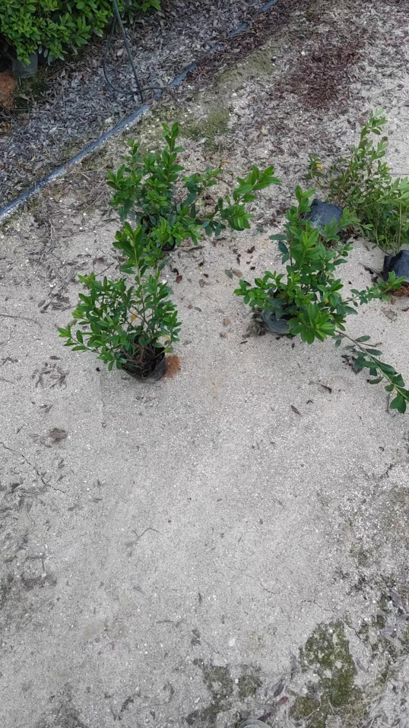 毛杜鹃漳州基地直发