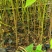 湖北乌桕杯苗自产自销规格全价格优对接全国市场档口欢迎订购
