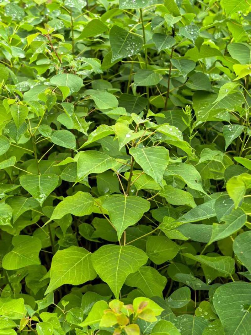 湖北乌桕杯苗自产自销规格全价格优对接全国市场档口欢迎订购