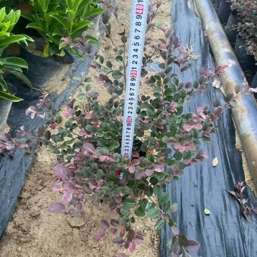 红花檵木杯苗福建漳州基地直发