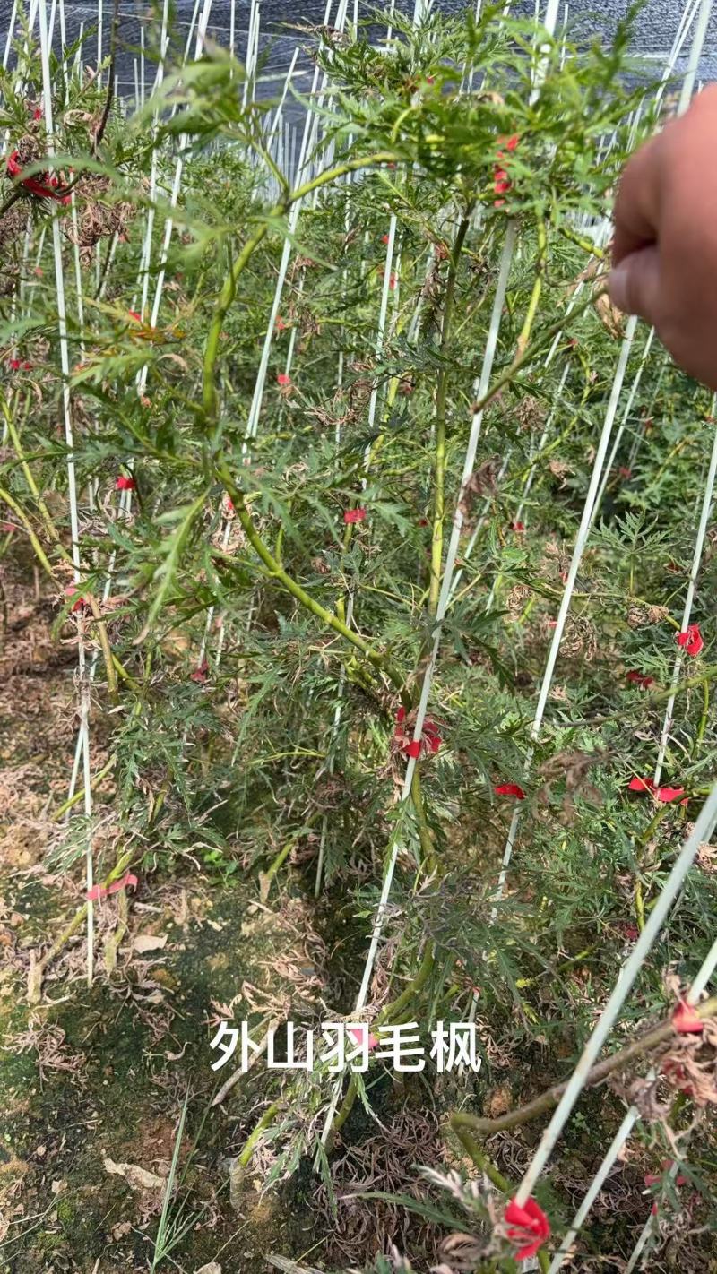 外山羽毛枫/羽毛枫现挖现发成活率高，对接全国各地欢迎咨询