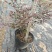 红花檵木杯苗福建漳州基地直发