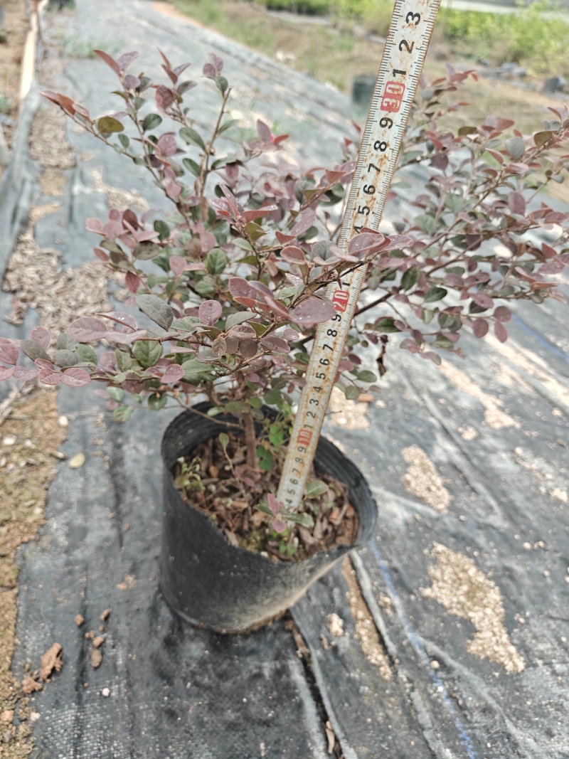 红花檵木杯苗福建漳州基地直发