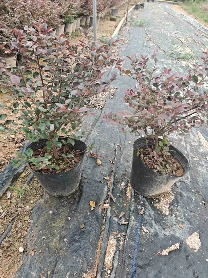 红花檵木杯苗福建漳州基地直发