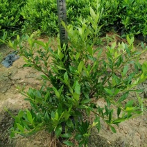 小叶栀子花