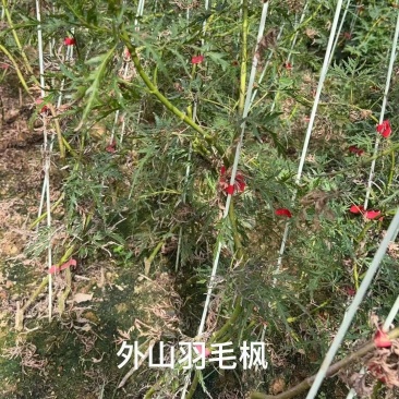 外山羽毛枫/羽毛枫现挖现发成活率高，对接全国各地欢迎咨询