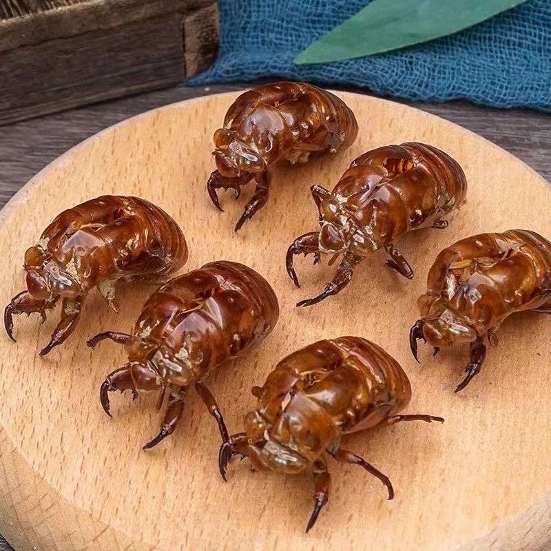 蝉蜕正品野生蝉蜕壳知了皮蝉衣货真价实诚信经营