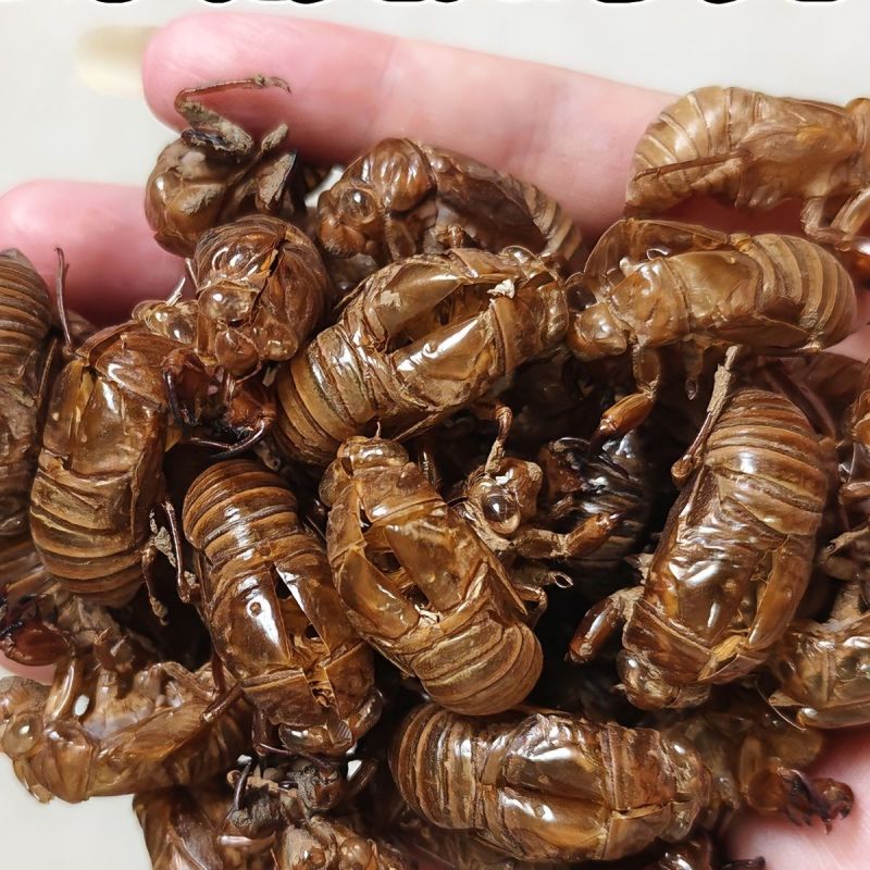 蝉蜕正品野生蝉蜕壳知了皮蝉衣货真价实诚信经营