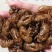 蝉蜕正品野生蝉蜕壳知了皮蝉衣货真价实诚信经营