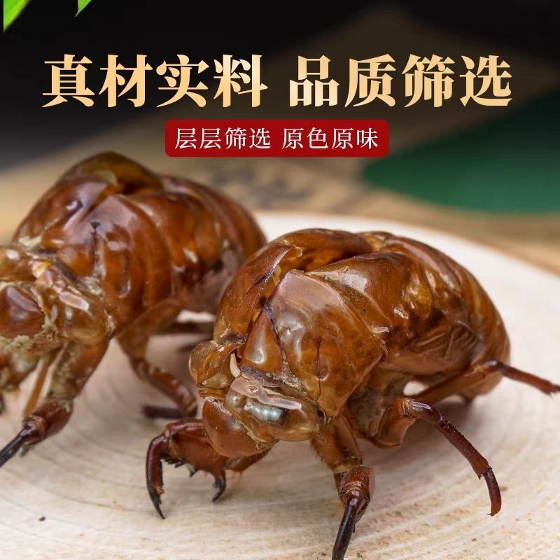 蝉蜕正品野生蝉蜕壳知了皮蝉衣货真价实诚信经营