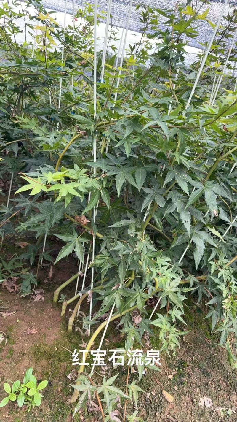红宝石流泉苗圃直供成活率高，可技术指导可视频看货全国发货
