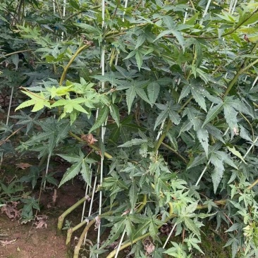 红宝石流泉苗圃直供成活率高，可技术指导可视频看货全国发货