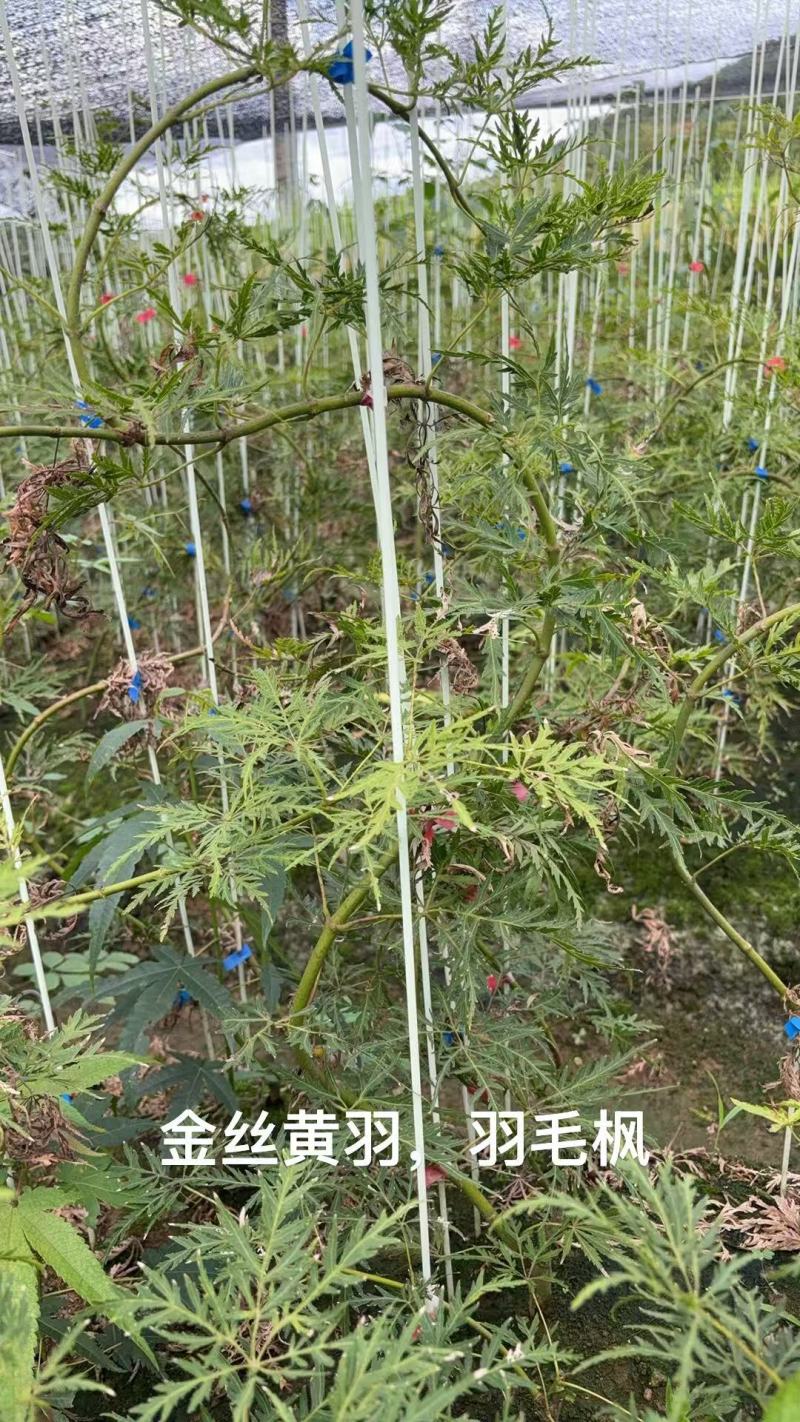 金丝黄羽/羽毛枫苗基地直供成活率高对接绿化工程大批量采购