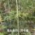 金丝黄羽/羽毛枫苗基地直供成活率高对接绿化工程大批量采购
