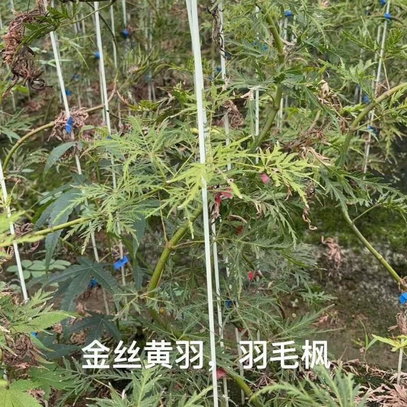 金丝黄羽/羽毛枫苗基地直供成活率高对接绿化工程大批量采购