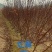 红舞姬基地直供大量有货全国发货量大从优可视频看货