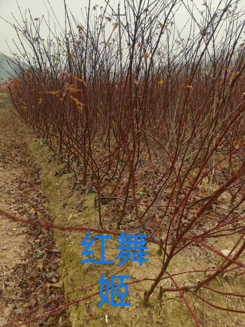 红舞姬基地直供大量有货全国发货量大从优可视频看货