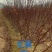 红舞姬基地直供大量有货全国发货量大从优可视频看货