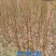 红羽衣基地直供大量有货对接绿化工程，物业绿化等全国发货