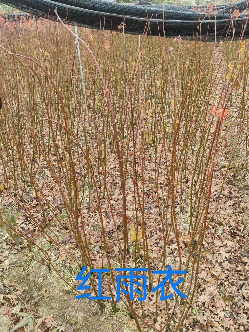 红羽衣基地直供大量有货对接绿化工程，物业绿化等全国发货