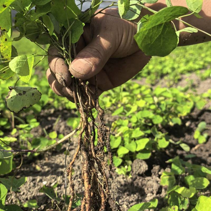 精品粉防己种苗贵州贞丰产地直发品质保证量大从优欢迎采购