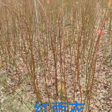 红羽衣基地直供大量有货对接绿化工程，物业绿化等全国发货