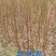 红羽衣基地直供大量有货对接绿化工程，物业绿化等全国发货