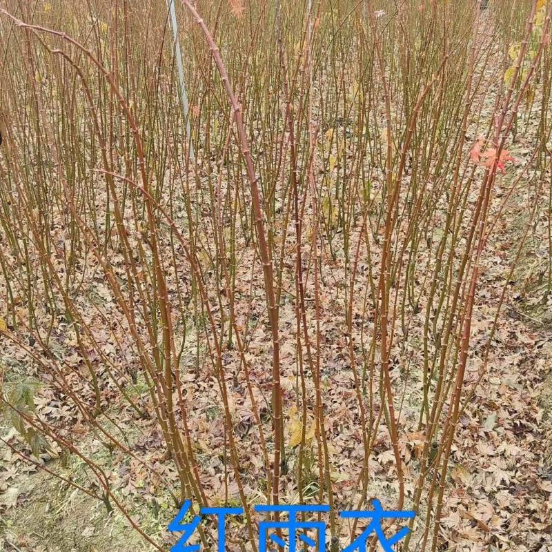 红羽衣基地直供大量有货对接绿化工程，物业绿化等全国发货