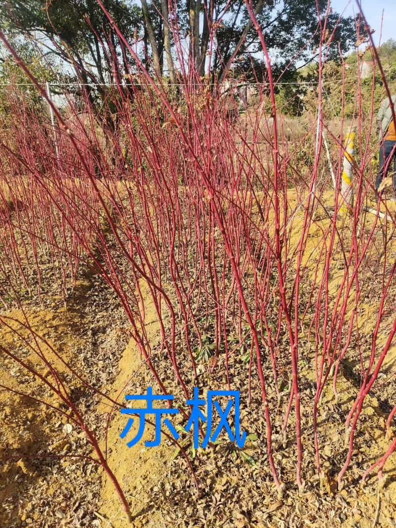 赤枫/红枫苗基地各种规格都有基地直供一手货源欢迎咨询