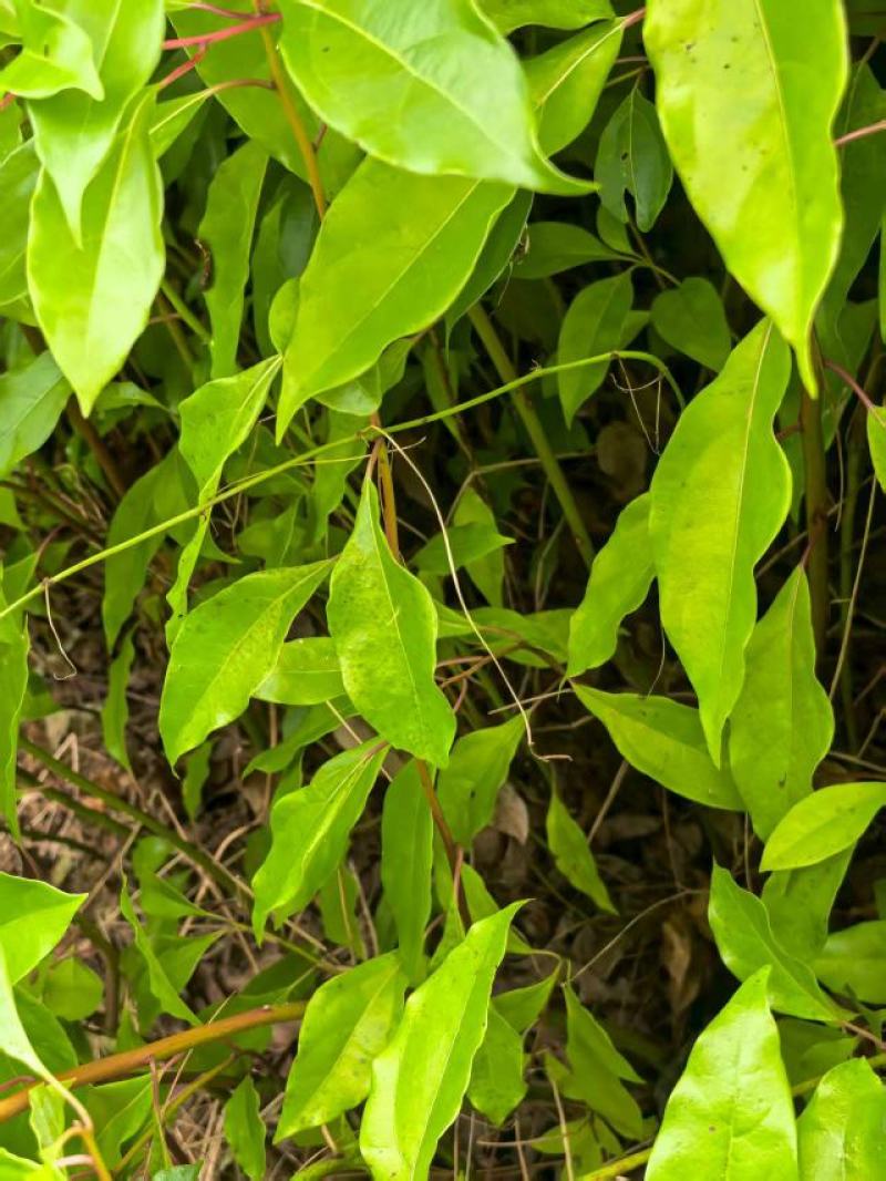湖北香樟杯品质保证优格优技术指导成活率高一手货源欢迎来电