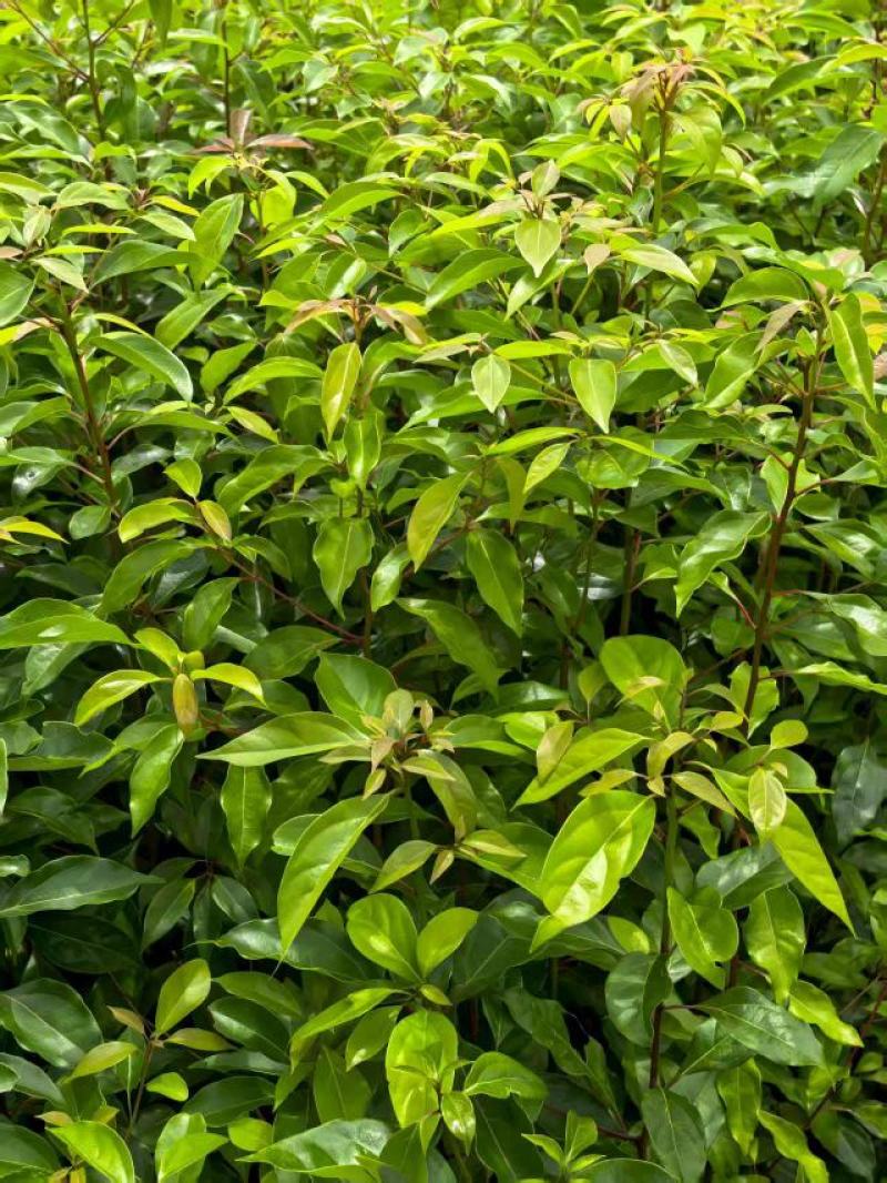 湖北香樟杯品质保证优格优技术指导成活率高一手货源欢迎来电