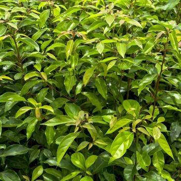 湖北香樟杯品质保证优格优技术指导成活率高一手货源欢迎来电