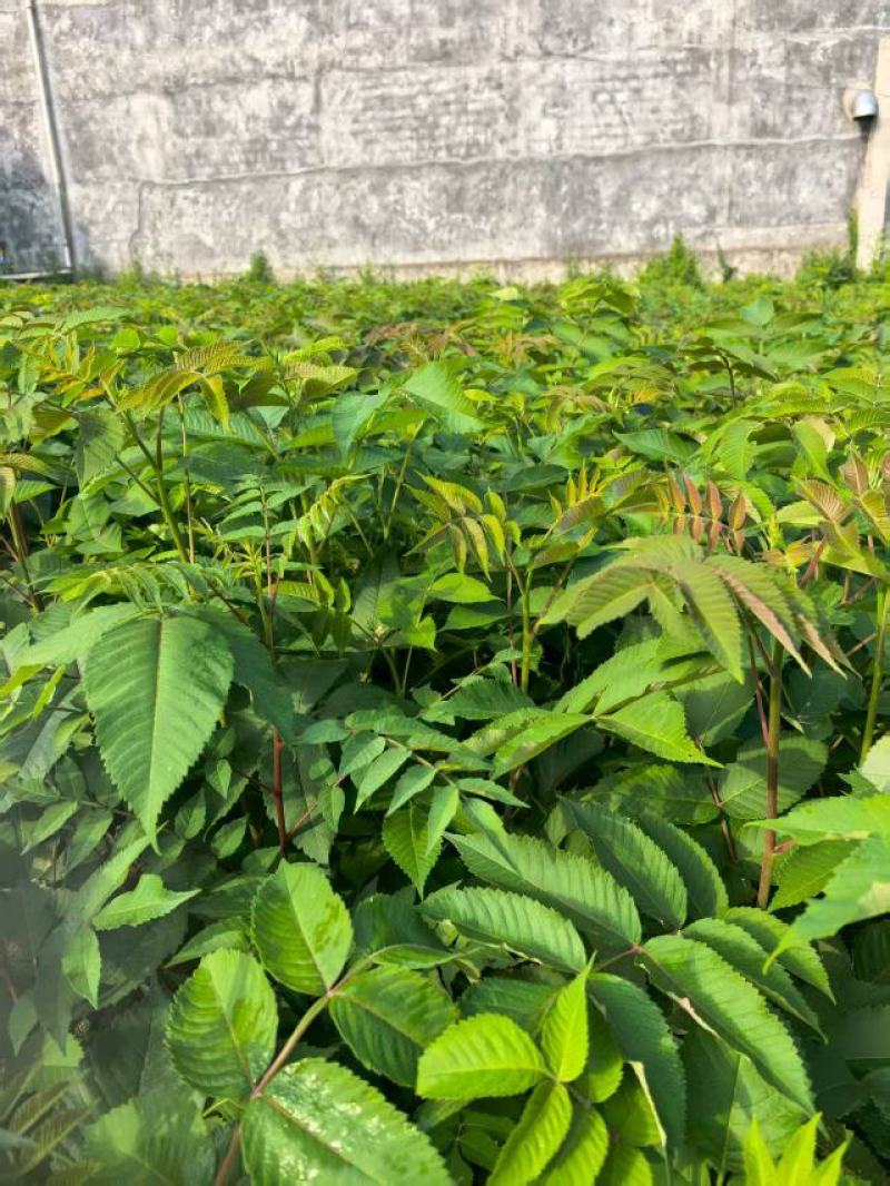 五倍子苗湖北基地直发规格全价格优品质好对接全国市场来电订
