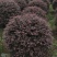 红花继木球，冠幅80-1米1.2米1.5米，各种规格批发