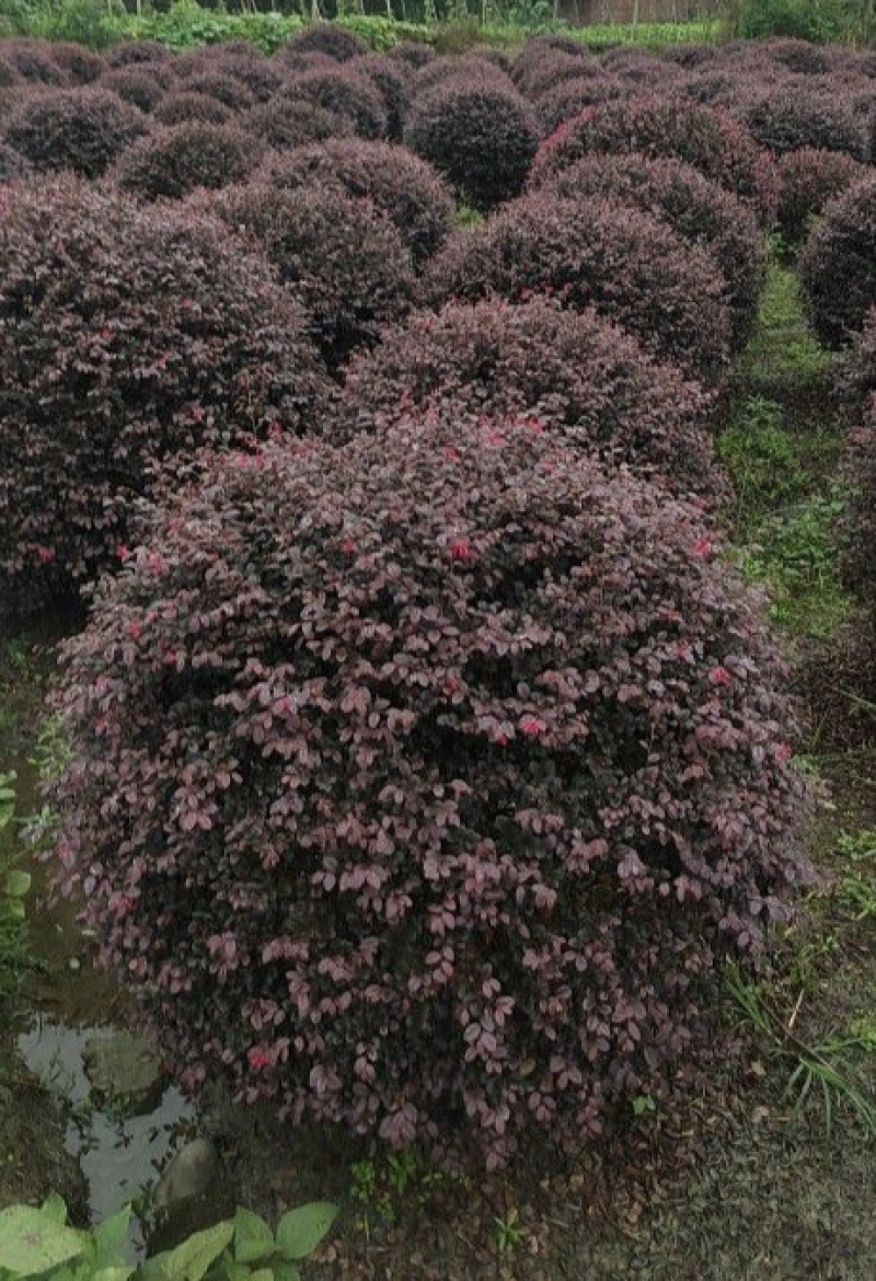 红花继木球，冠幅80-1米1.2米1.5米，各种规格批发