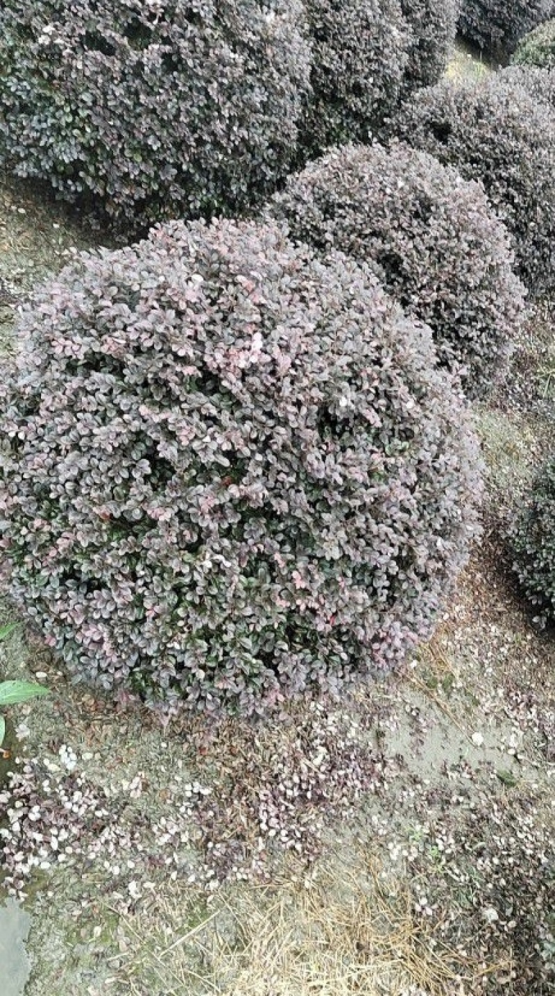 红花继木球，冠幅80-1米1.2米1.5米，各种规格批发