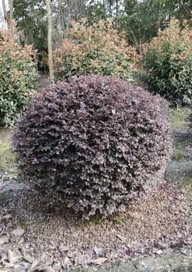 红花继木球，冠幅80-1米1.2米1.5米，各种规格批发