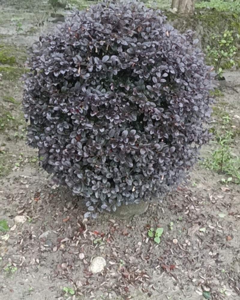 红花继木球，冠幅80-1米1.2米1.5米，各种规格批发