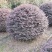 红花继木球，冠幅80-1米1.2米1.5米，各种规格批发