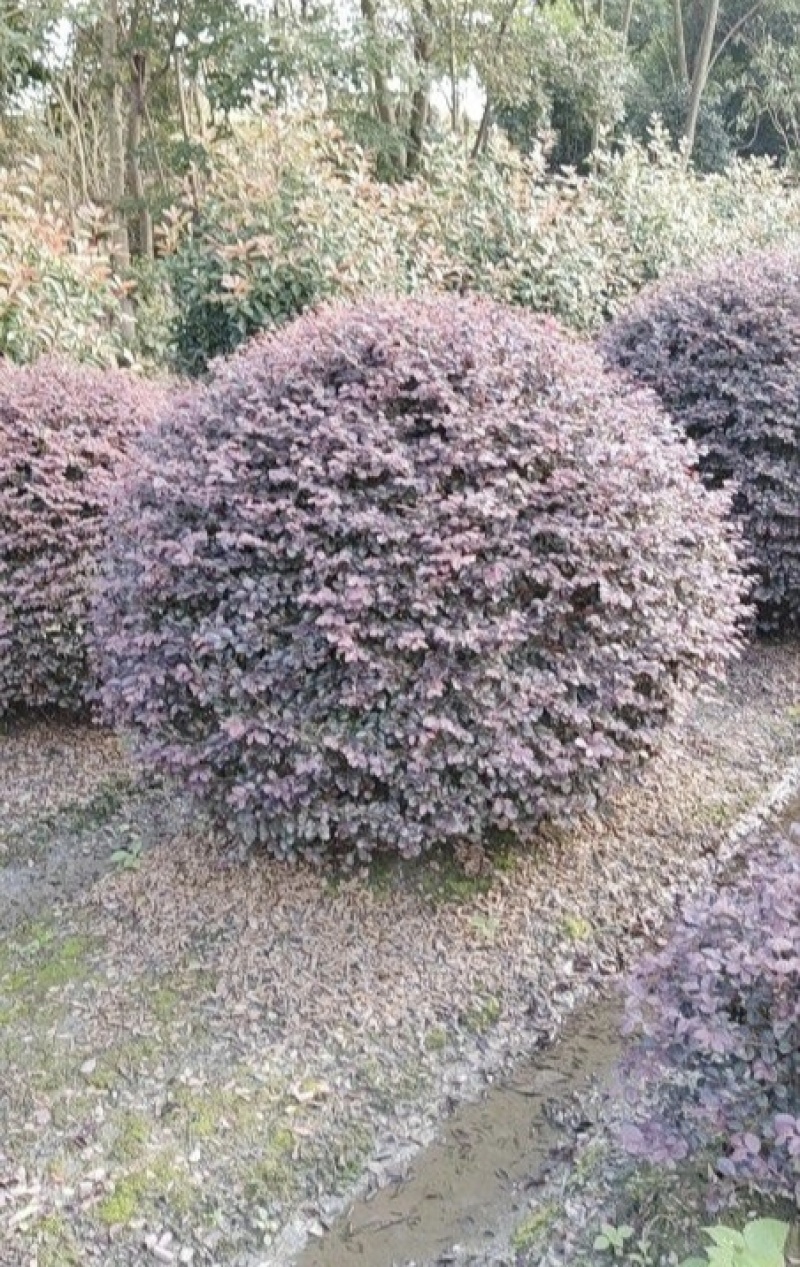 红花继木球，冠幅80-1米1.2米1.5米，各种规格批发