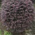 红花继木球，冠幅80-1米1.2米1.5米，各种规格批发
