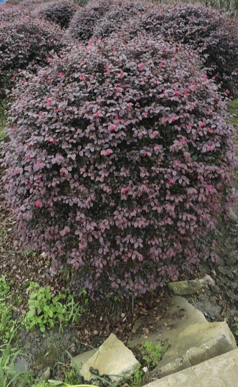 红花继木球，冠幅80-1米1.2米1.5米，各种规格批发