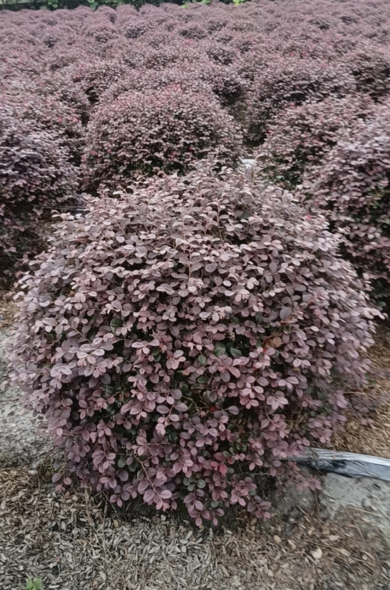 红花继木球，冠幅80-1米1.2米1.5米，各种规格批发