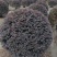 红花继木球，冠幅80-1米1.2米1.5米，各种规格批发