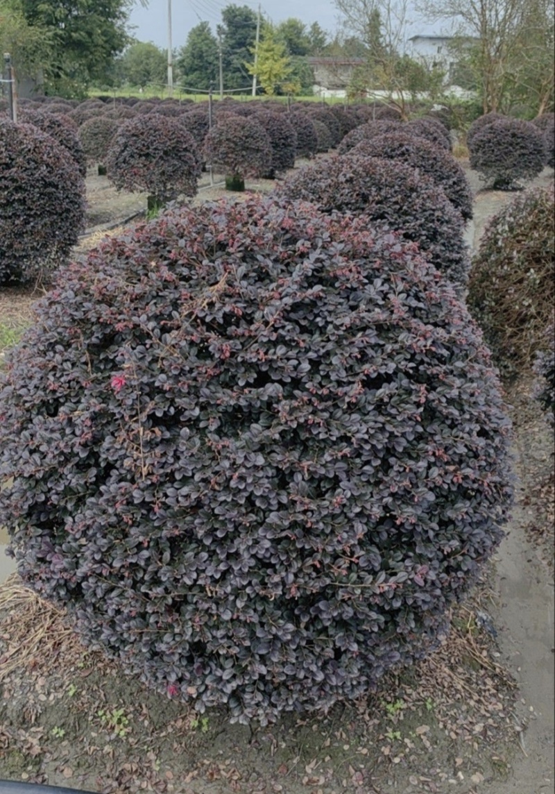 红花继木球，冠幅80-1米1.2米1.5米，各种规格批发