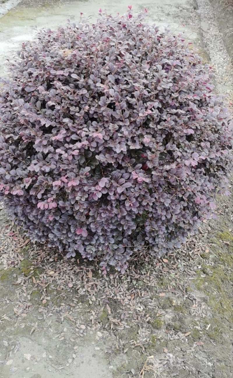 红花继木球，冠幅80-1米1.2米1.5米，各种规格批发