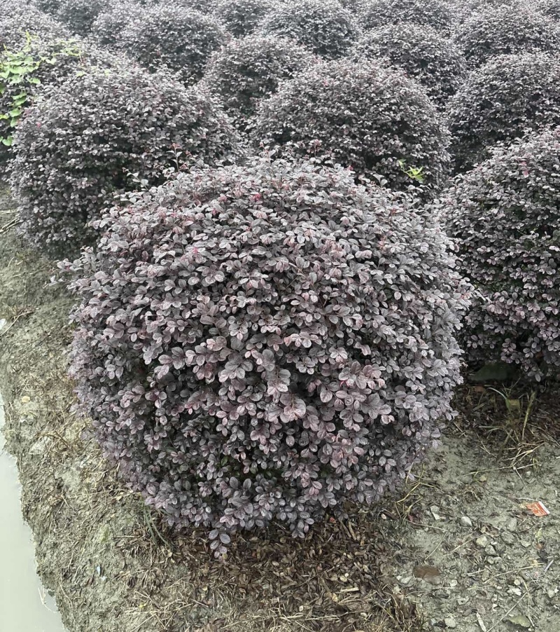 红花继木球，冠幅80-1米1.2米1.5米，各种规格批发