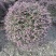 红花继木球，冠幅80-1米1.2米1.5米，各种规格批发